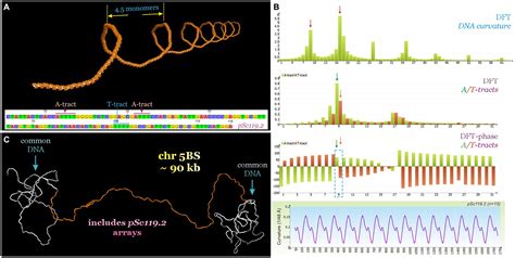 Frontiers Dissection Of Structural Reorganization Of Wheat B