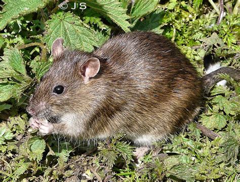 Rat