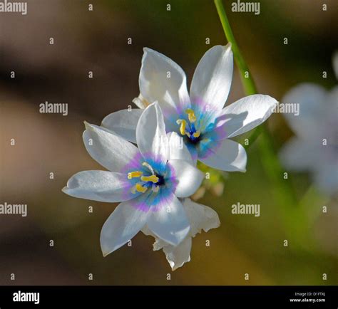 Insects Africa Flower High Resolution Stock Photography And Images Alamy