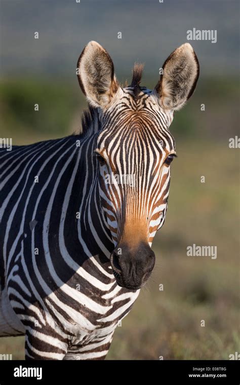 Cape Mountain Zebra Equus Zebra Zebra Mountain Zebra National Park