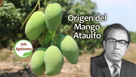 Mango Ataulfo Historia Del Mango Perfecto Infoagronomo