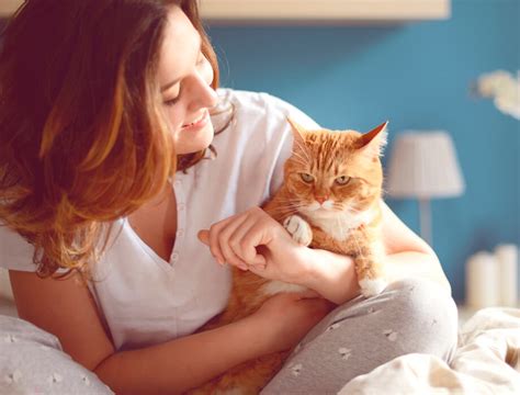los gatos eligen  sus duenos champion cat