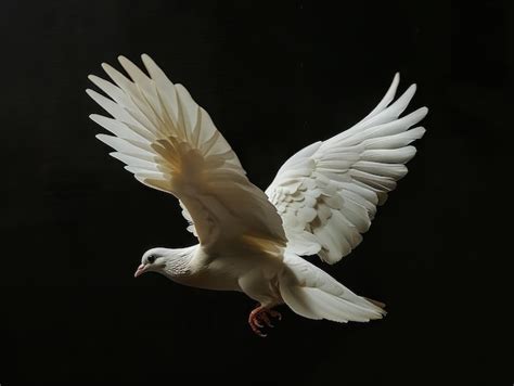 Premium Photo A White Dove Flying In The Air