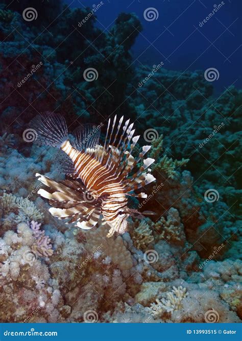 Lionfish And Coral Reef At Background Stock Image Image Of Horizontal