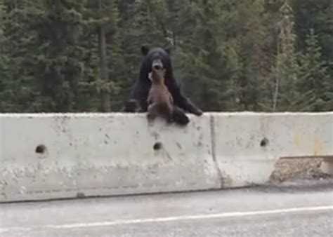 VIDEO: Mother Bear Rescues Baby Bear