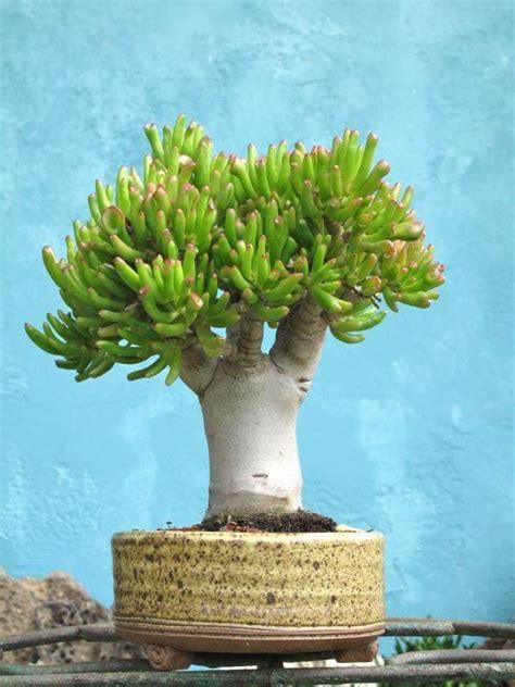 Грунт для кактусов: основные требования к почве и варианты в домашних ...