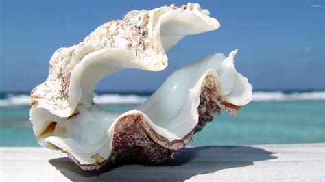 shell wallpaper photography wallpapers
