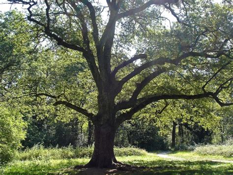 Por Qué El Roble Es Sagrado Y Propiedades Numerosas Especies De