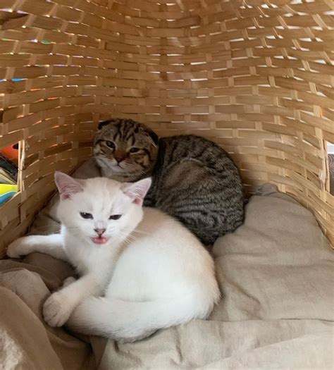 Pussy Cat HUAWEI Community