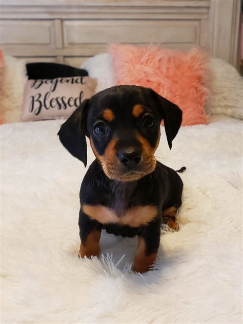Chiweenie puppies! | Chiweenie puppies, Chiweenie, Dog mommy
