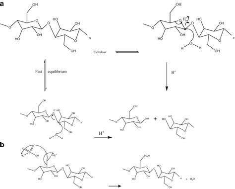 (a) Mechanism showing Acid hydrolysis of cellulose chain. (b) Cellulose ...