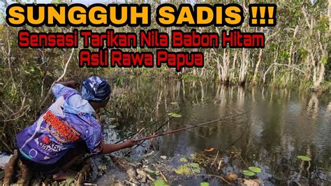 Sadis Sensasi Mancing Nila Babon Hitam Asli Rawa Papua Bikin Joran