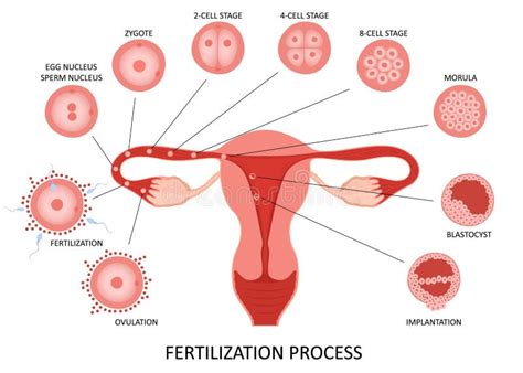 Etapas Del Proceso De Ovulación Y Fertilización Del Sistema