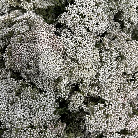 how to make rice flower