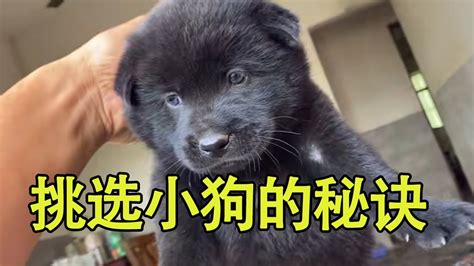 挑选小狗三个秘诀，能记住一招，都可以轻松挑选出好狗 中华田园犬 土狗 养狗经验分享 Youtube