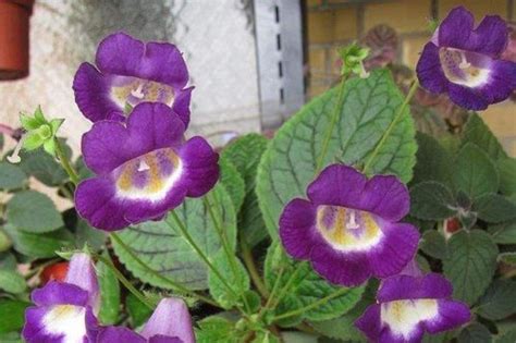 Всё о бегониях и не только...: Эукодония (Eucodonia)