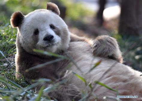 Rare brown and white giant panda Qizai seen at Qinling research base in ...