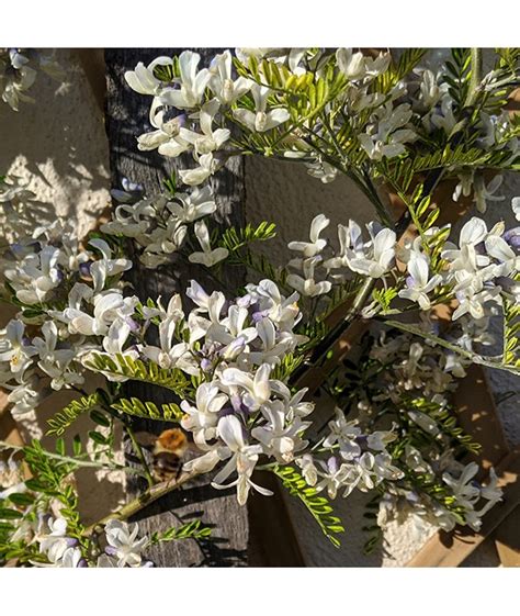 Sophora davidii (5lt)