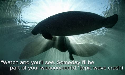 Manatee Appreciation Day Should Be Every Day | PETA