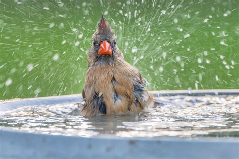 How To Attract Birds To Your Yard Naturally