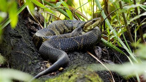 Fakahatchee Strand Preserve State Park Critters Youtube