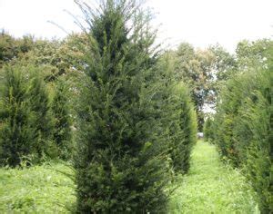 Taxus Baccata Eibe Pflanzenhof Toskanapark