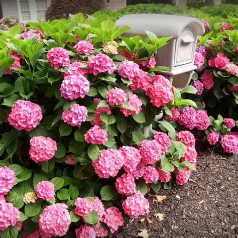 Гортензия Сабрина — описание, фото и характеристики сорта