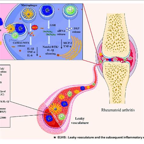 Schematic Illustration Of The Passive Targeting Delivery System For Download Scientific