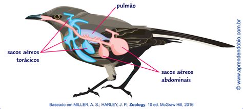 sacos aéreos Aprendendo Biologia