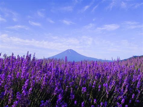 Mt. Fuji, Panoramic Ropeway & Seasonal Fruits Picking