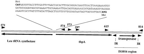 Genomic Map Of The P Multocida Tbpa Region Chromosomal Dna Is Download Scientific Diagram