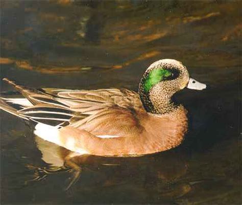 American Wigeon Ducks