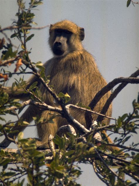 Baboon | African Primate, Social Behavior & Adaptations | Britannica