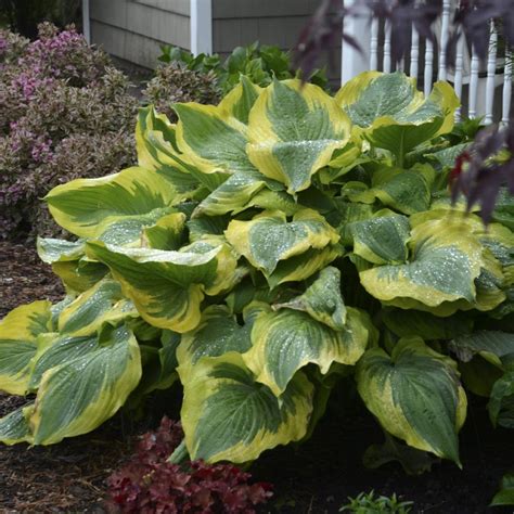 Hosta Shadowland Seducer Buy Hostas Perennials Online In Hosta