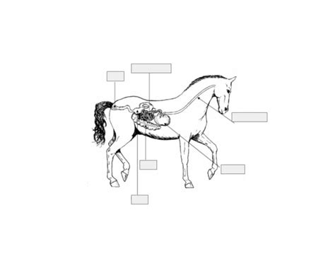 Hindgut Fermenter Pseudorumimant Digestive System Quiz
