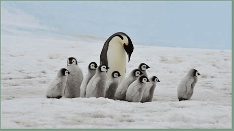 Why Do Penguins Live in the Cold? (Solved!) | Animal Reads