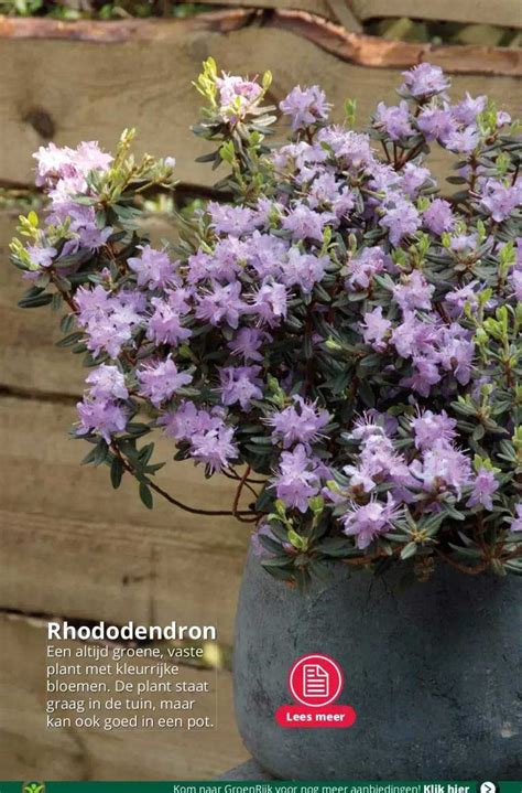 Rhododendron Aanbieding Bij Groenrijk Folders Nl