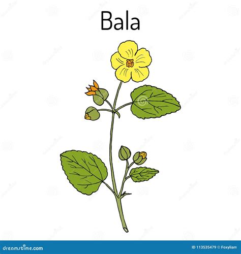 Bala Sida Cordifolia , or Country Mallow, Flannel Weed, Medicinal Plant ...