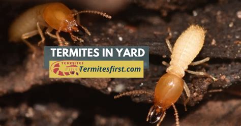 Termites In Yard Key Signs To Spot Them Early Termites First