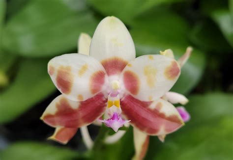 Орхидея Phal. (Javanica x Yaphon Gelacea) x Yaphon Yellow Story ...