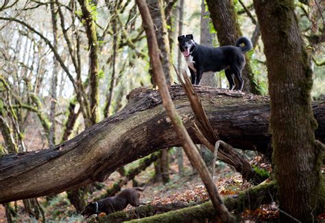 Robin Loznak Photography: Tree climbing dog