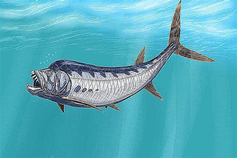 Meet The Fish Of The Paleozoic Mesozoic And Cenozoic Eras Xiphactinus