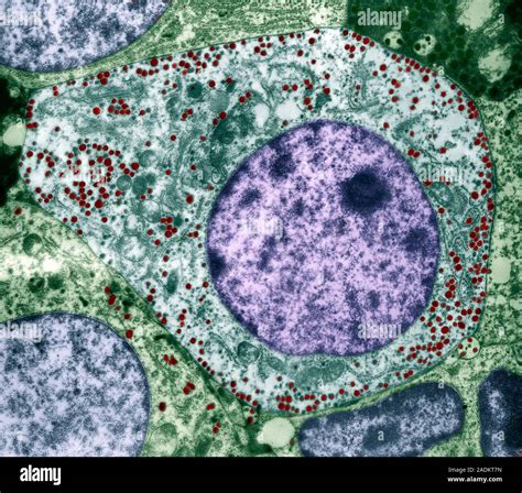 Pituitary Gland Coloured Transmission Electron Micrograph Tem Of