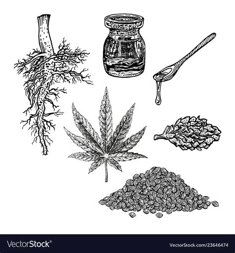 Hand Drawn Set With Hemp Leaf Cannabis Oil Cone Vector Image