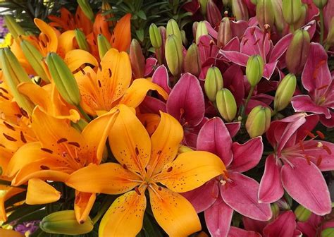 Significado De Los Lirios Según Su Color Blog De Flores