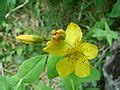 Hypericum Richeri Wikimedia Commons