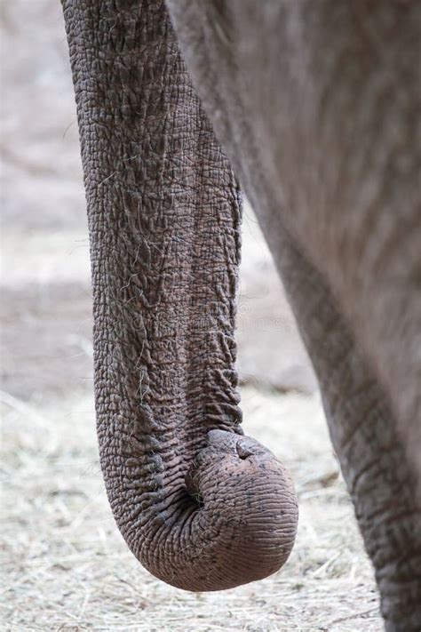 Closeup of the Long Trunk of an Asian Elephant Stock Image - Image of