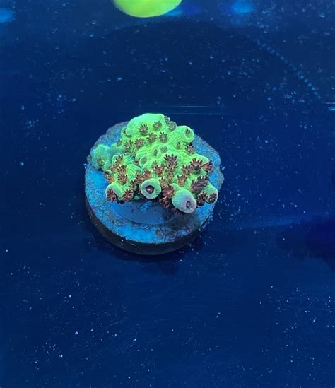 Acropora Wysiwyg Communitycorals