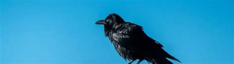 13 Raven Facts To Unveil The Mysterious Bird