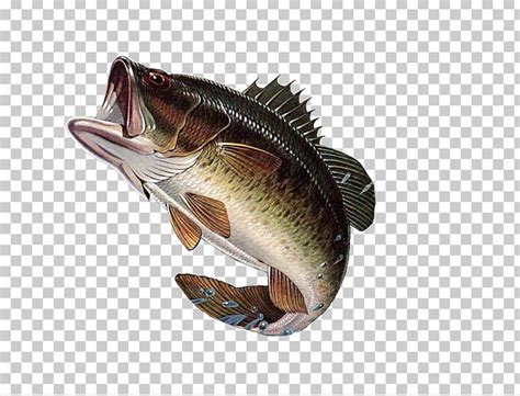 Bass Fishing Largemouth Bass Png Clipart Angling Art Barramundi